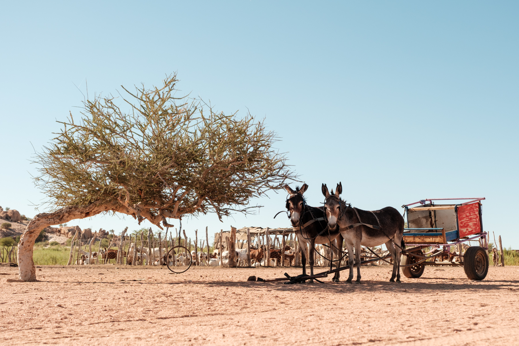 Donkey cart and livestock at community homestead Sorris-Sorris Damaraland Namibia