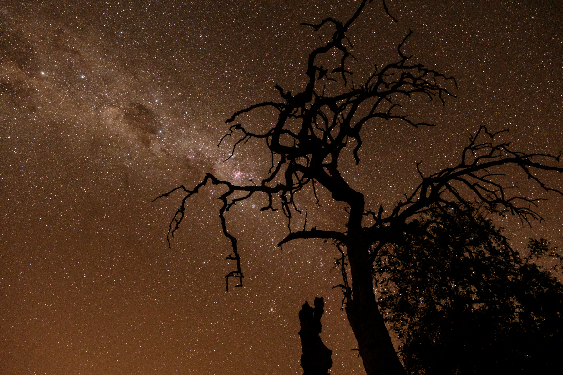 Milky Way galaxy over silhouetted trees star gazing at Elephant Rest Tented Camp